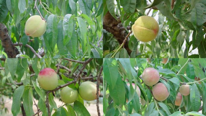 果园里已成熟的桃子