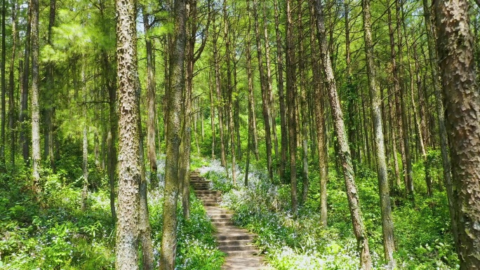 4k山间森林花丛小路