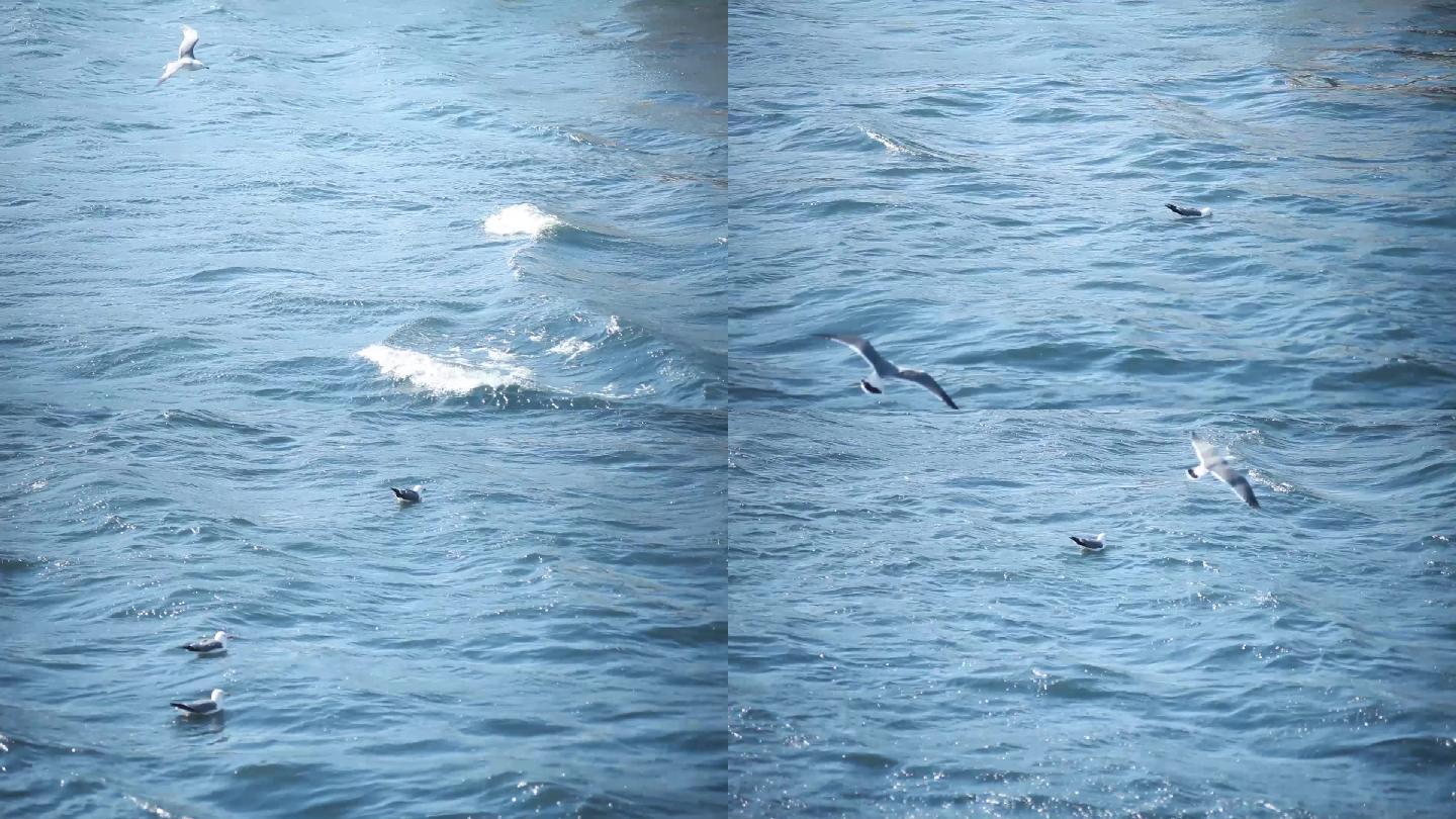 海面上的海鸥 海浪 大自然 祥和 宁静