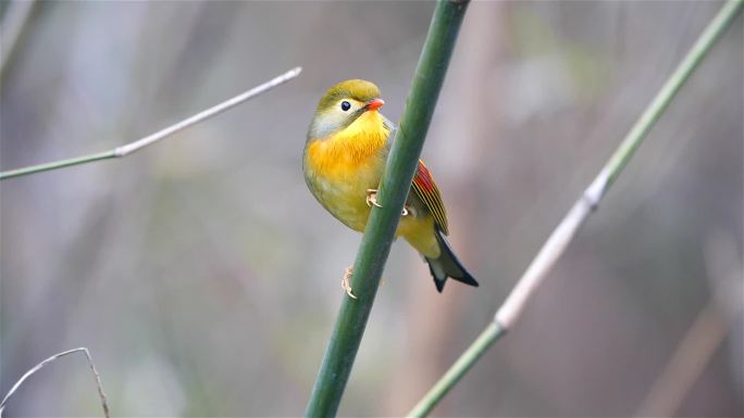 鸟儿合集