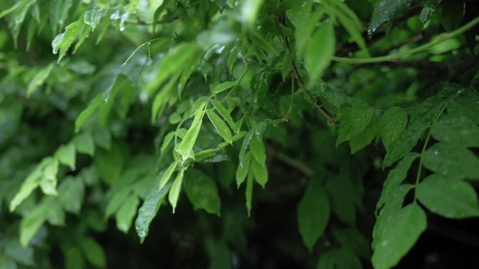 雨中树叶伤感风景视频素材