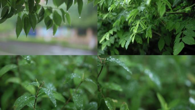 雨中树叶伤感风景视频素材