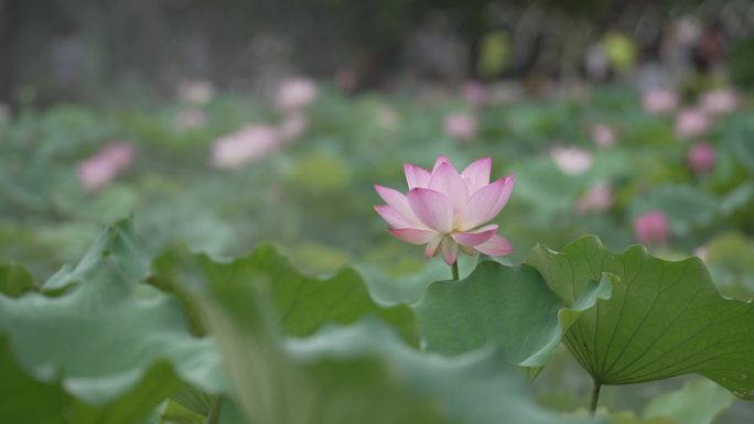 （可商用原创4K）荷花实拍视频