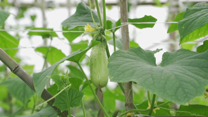 黄瓜黄藤黄瓜特写菜园子