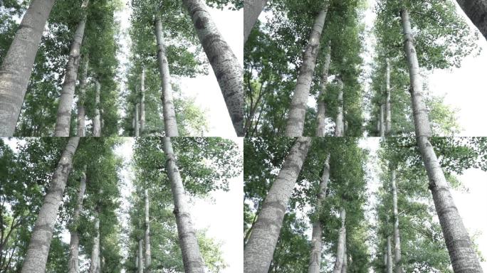 林中穿梭时光流逝