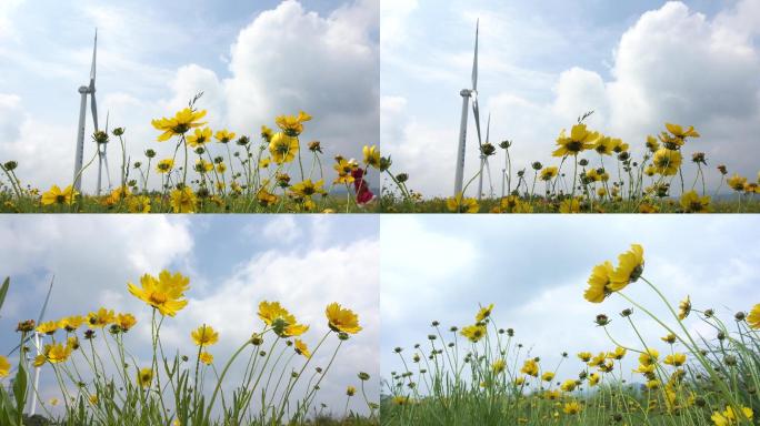 户外野花唯美大气空镜风车菊花4k合集