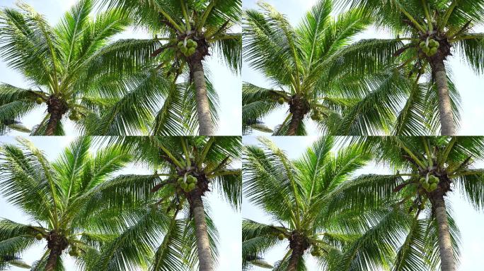 热带椰子树实拍视频
