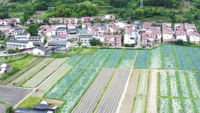 乡村振兴美丽新农村农业产业蔬菜种植