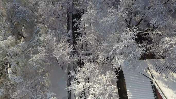 天津城市南运河桃花堤雪景航拍4K