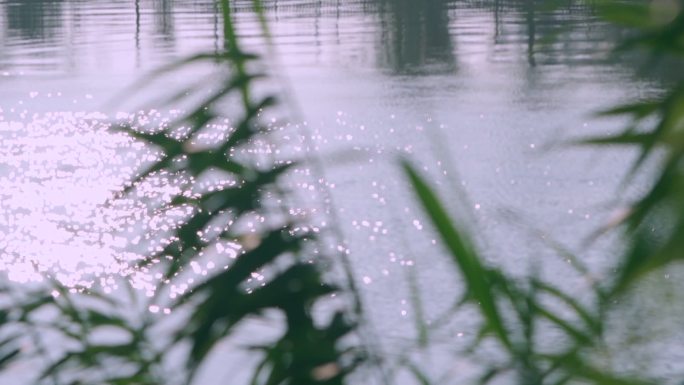 芦苇映照波光