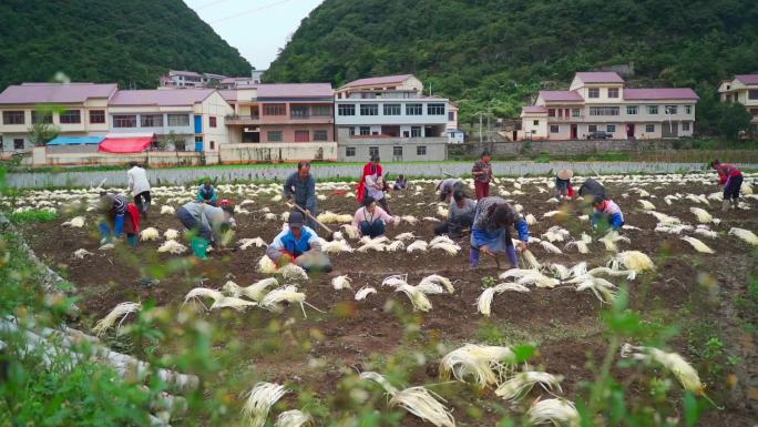 韭黄种植收割加工