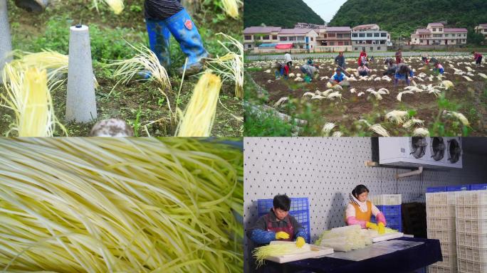 韭黄种植收割加工