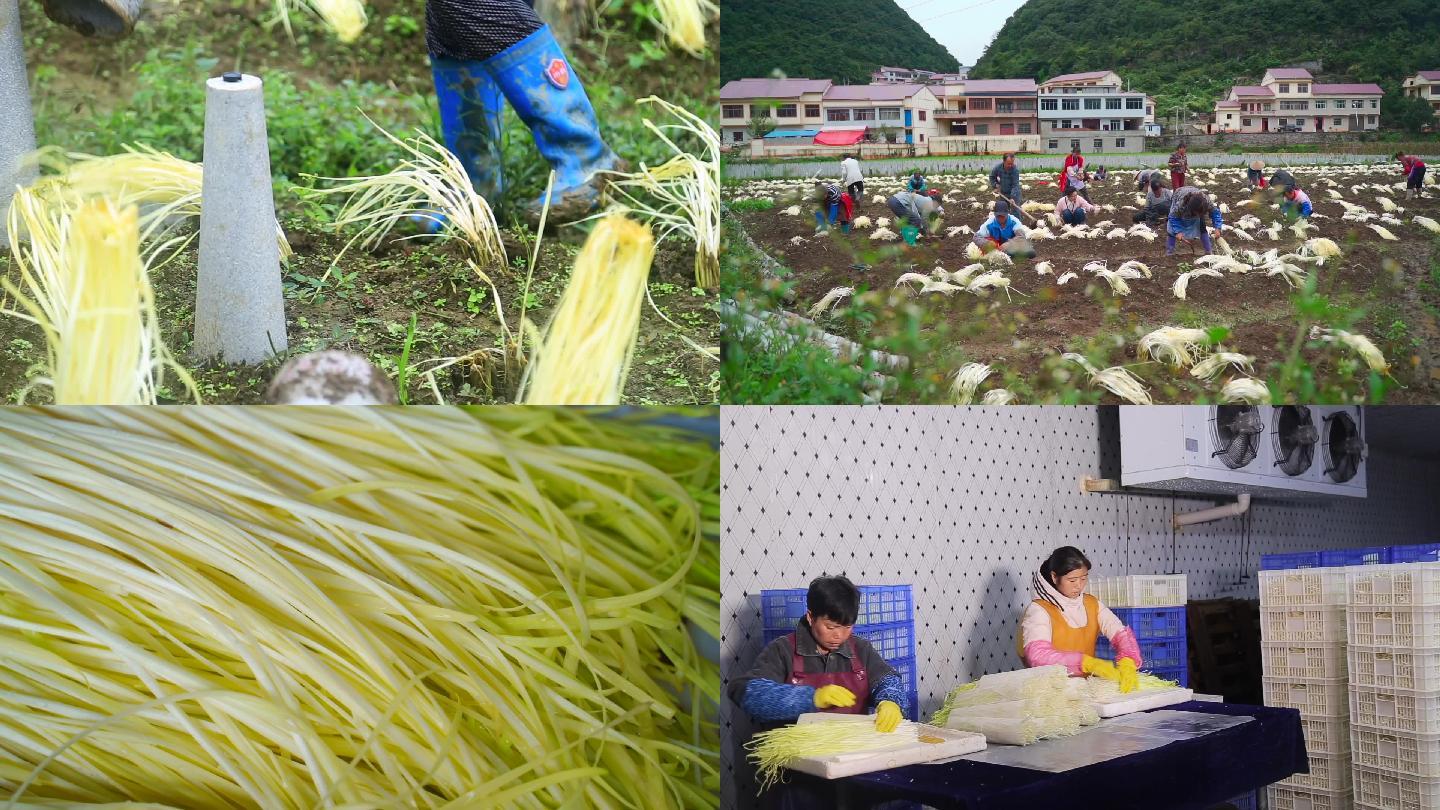 韭黄种植收割加工