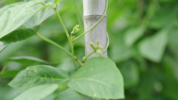 长豆角种植菜园蔬菜