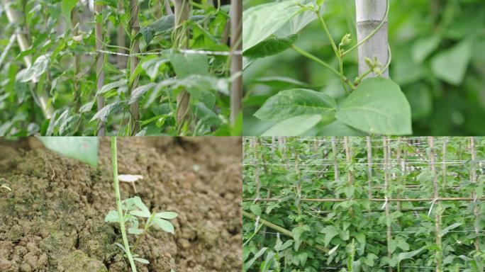 长豆角种植菜园蔬菜