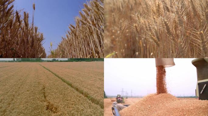 麦田 小麦 丰收 农业