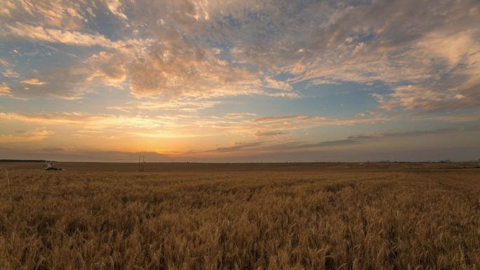 日落下的万亩小麦麦田延时