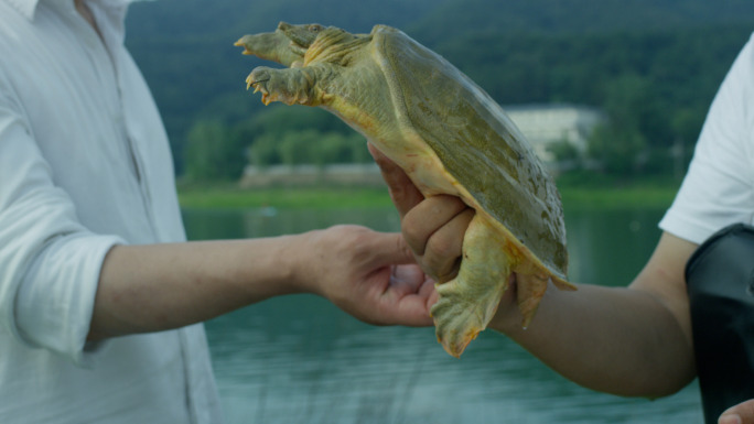 乌龟老鳖甲鱼壳中药材捕捞