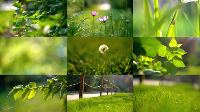 [4K原创】夏日小清新植物空镜合集