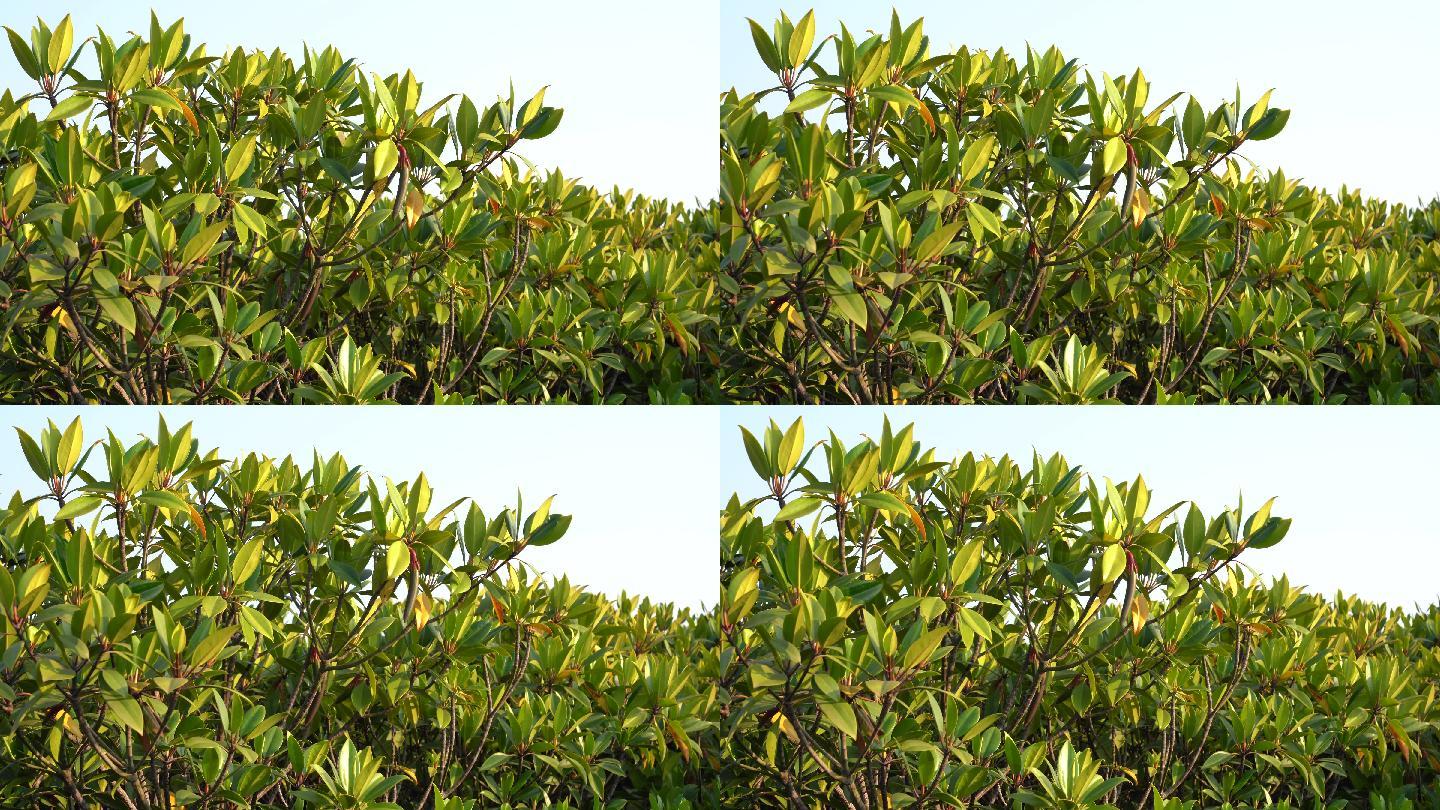 红树林植物木榄的果实