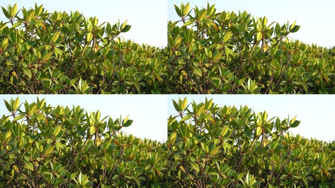 红树林植物木榄的果实