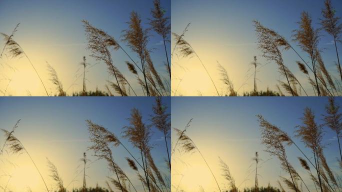 芨芨草芦苇夕阳落日唯美意境空镜头