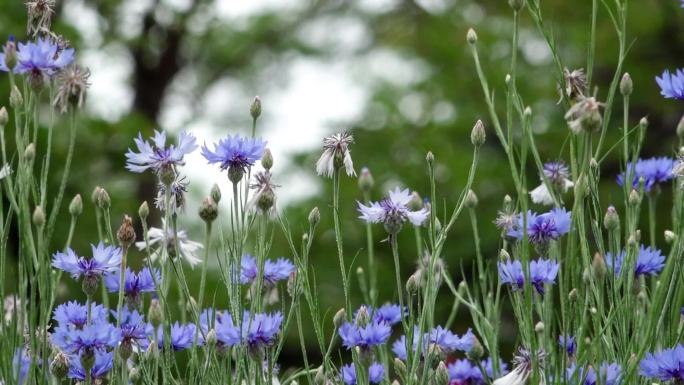 hdr视频蜜蜂在盛开的蓝花矢车菊中采蜜
