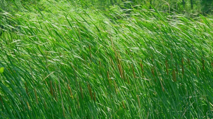 夏日风吹蒲草