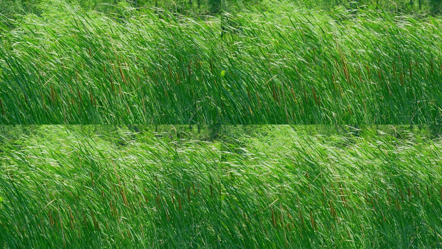 夏日风吹蒲草