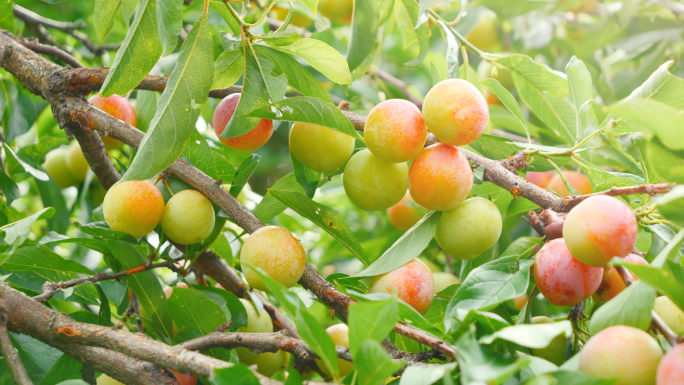 李子树成熟果实新鲜水果梅子果树