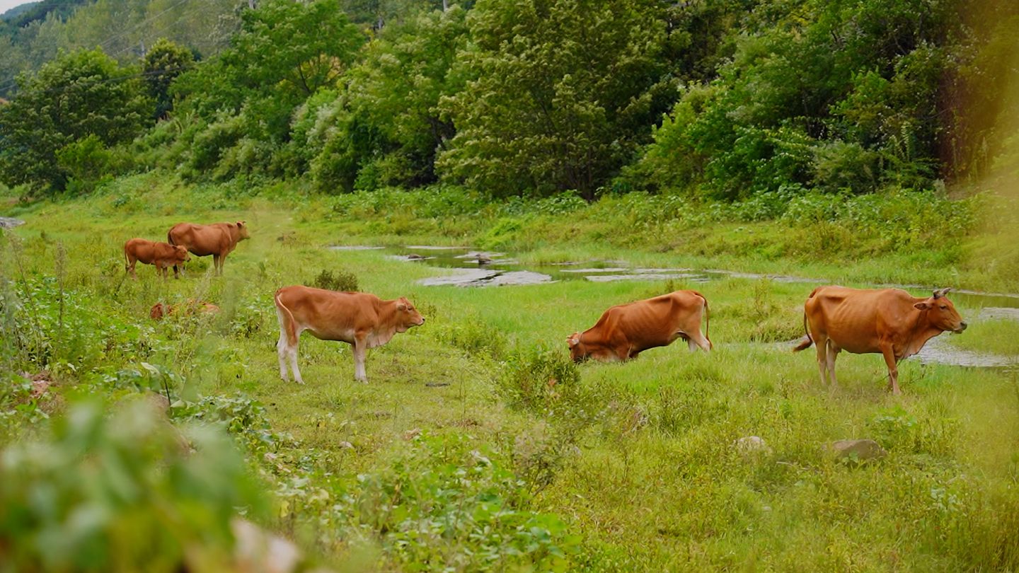 大别山土黄牛肉 山区散养 肉质鲜美各部位