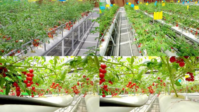 现代农业西红柿
