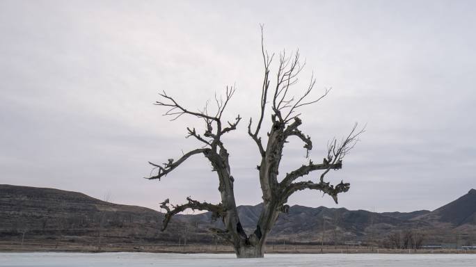 延时视频-冬季冰冻湖面上的树