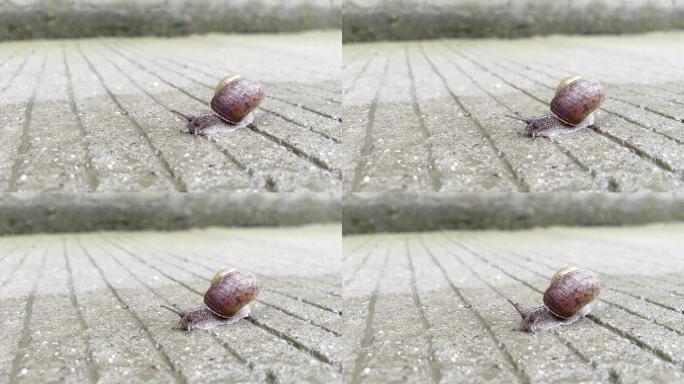 蜗牛爬行