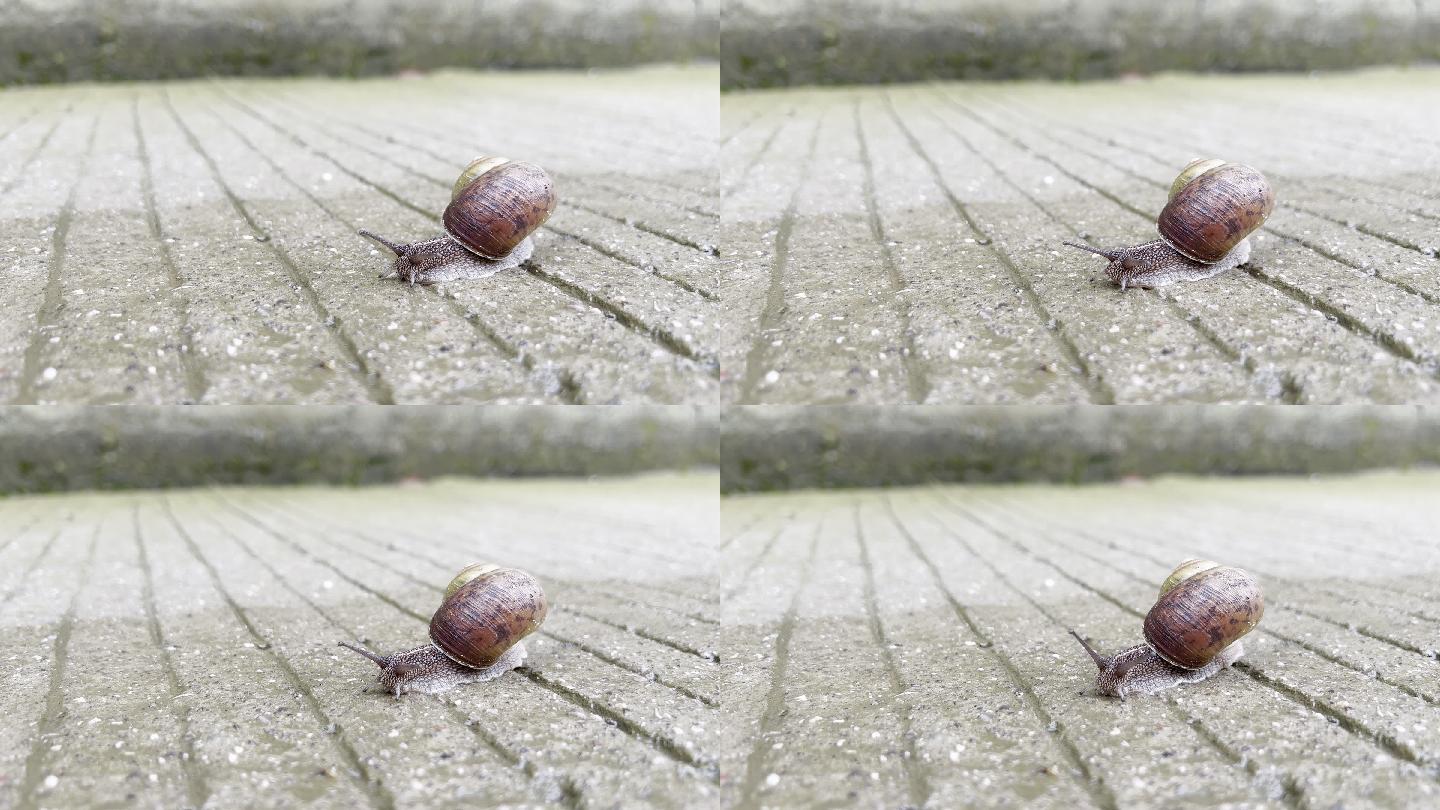 蜗牛爬行