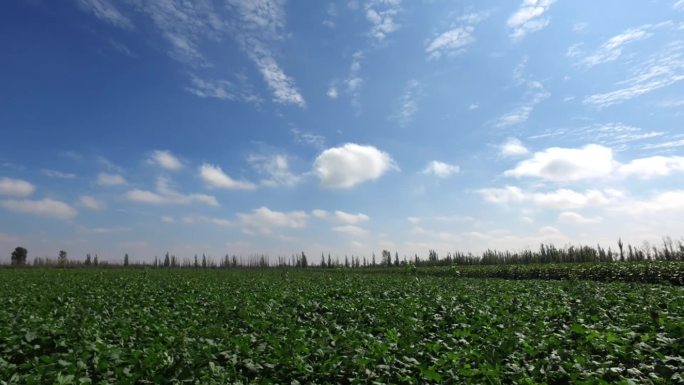 菜地延时北方农村蔬菜种植基地蓝天白云