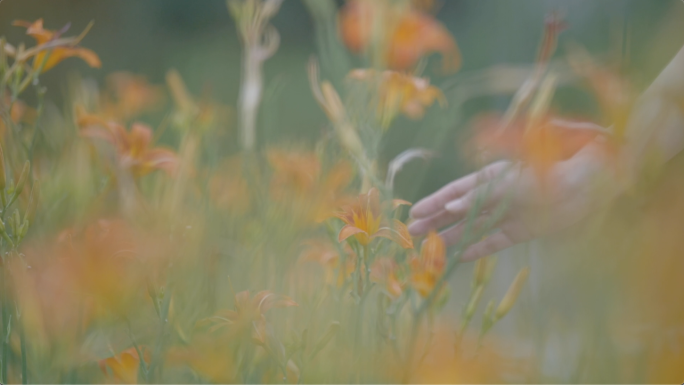 手轻拂萱草花 百合花 美好希望