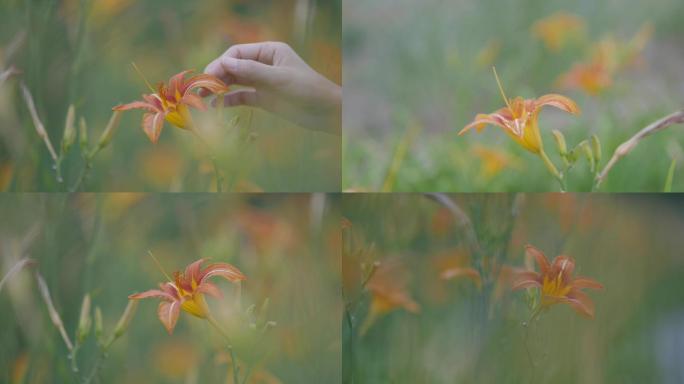 手轻拂萱草花 百合花 美好希望