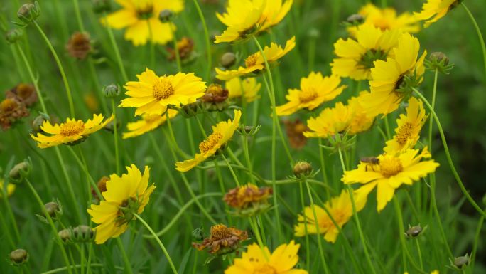 户外黄色金鸡菊野花 蜜蜂采蜜