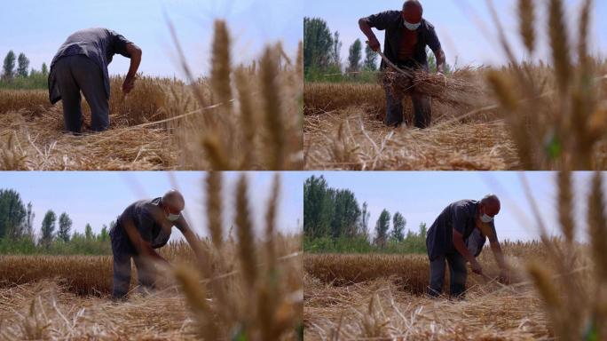 农民手工镰刀割麦子