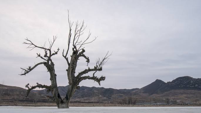 延时视频-冬季冰冻湖面上的树