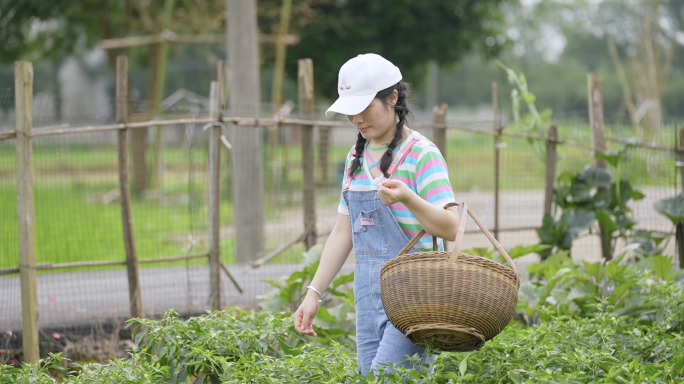 农村美女菜园子采摘青辣椒