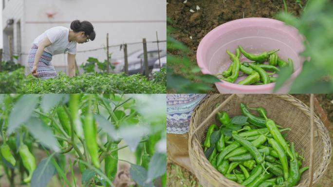 农村美女菜园子采摘青辣椒