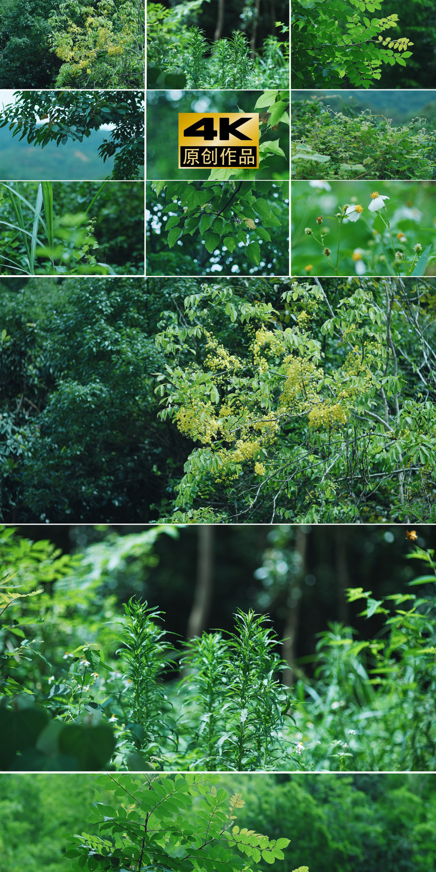 4k植物森林自然原始森林植物空镜