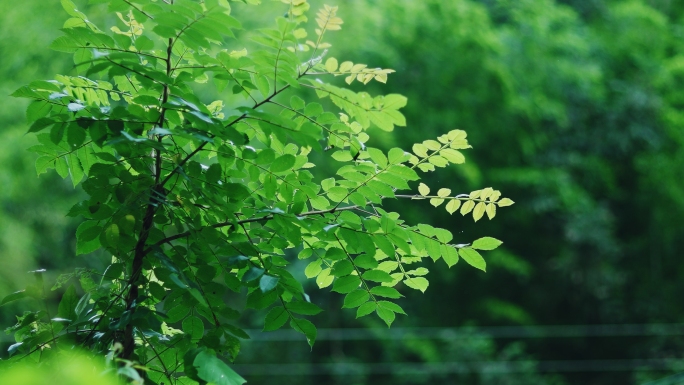 4k植物森林自然原始森林植物空镜