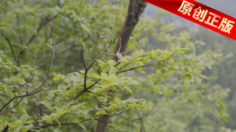 微风吹拂树枝树叶招手 植物生命自然合集视频素材