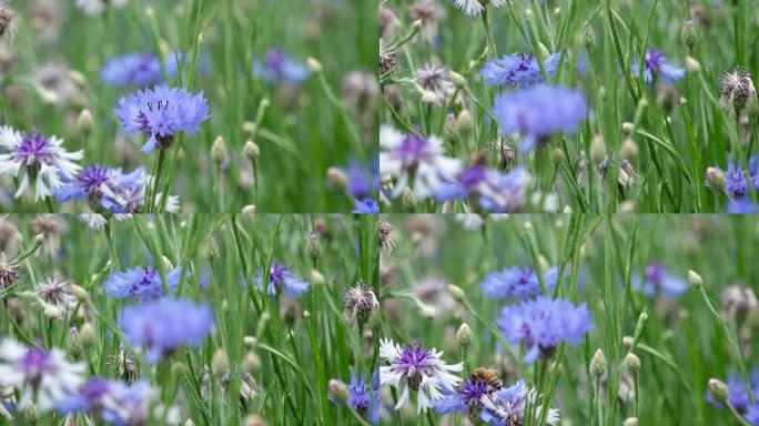 hdr视频蜜蜂在盛开的蓝花矢车菊中采蜜