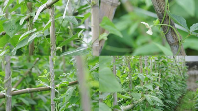 农村菜地里种植的长豆角合集