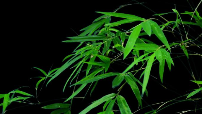 实拍茂盛竹子竹叶随风带透明通道视频素材