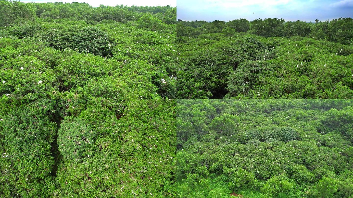 崇湖白鹭 群鸟飞翔 湿地公园 航拍白鹭